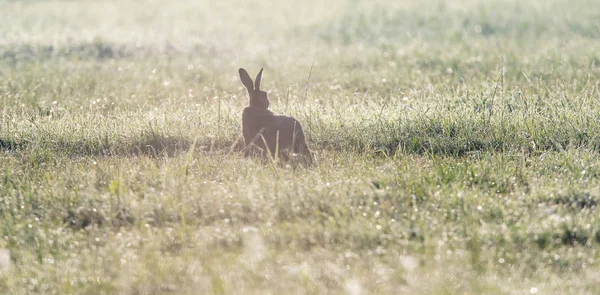 Hasensilhouette am frühen Morgen auf nebliger Weide. — Stockfoto