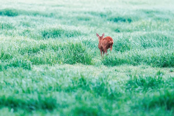Roe herten in mistig grasland met hoog gras. Achteraanzicht. — Stockfoto