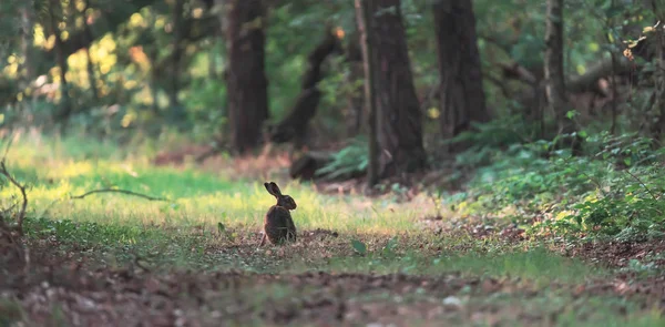 Lepre seduta sul sentiero soleggiato della foresta . — Foto Stock