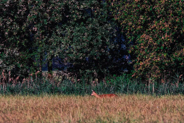 Roe deer between high grass near bushes in sunny grassland. — Stock Photo, Image