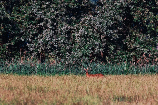 Chevreuil entre hautes herbes près des buissons dans les prairies ensoleillées . — Photo