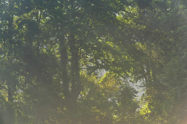 Green foliage of trees on foggy morning during spring. — Stock Photo, Image