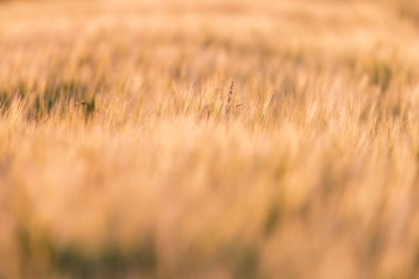 Akşam güneşinde buğday tarlasının ayrıntıları.