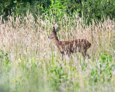 Güneşli bir günde, yüksek otlar ve çalılar arasında Roe geyiği.