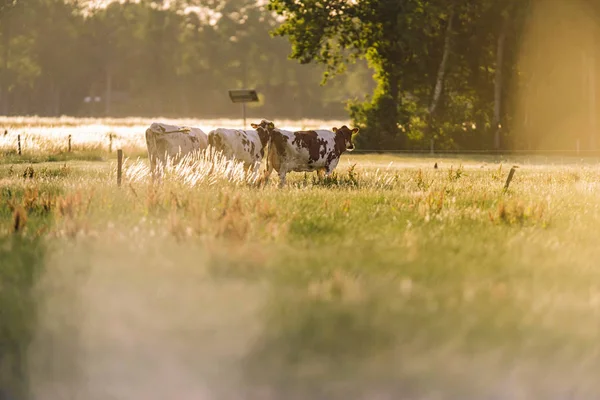 Cattle in sunny rural landscape during spring. — 图库照片