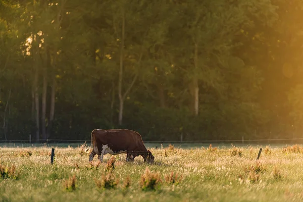 Vaca marrón en prado soleado con hierba alta durante la primavera . — Foto de Stock