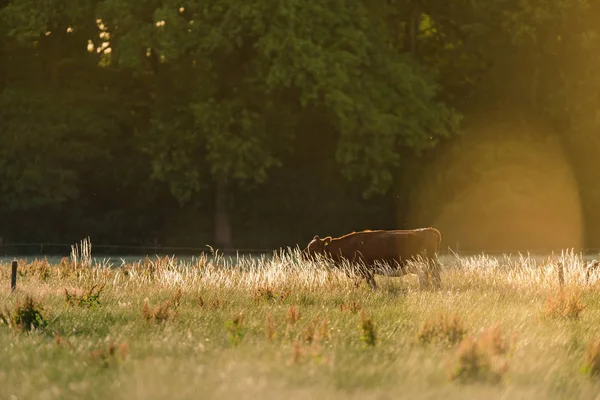 Bruine koe in zonnig weiland met hoog gras in het voorjaar. — Stockfoto