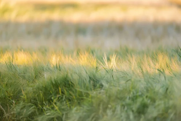 Close-up of wheat field in evening sunlight during summer. — Stock Photo, Image