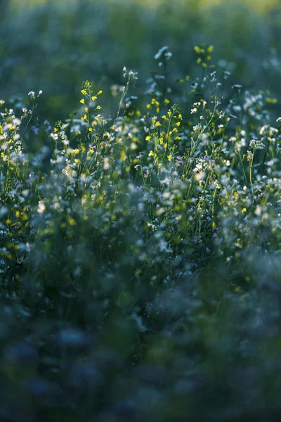 Flores amarillas y moradas silvestres a la luz del sol durante el verano —  Fotos de Stock