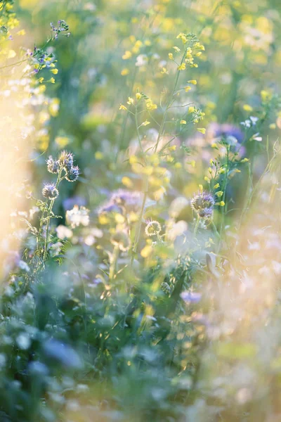 Wilde gelbe und lila Blüten in der Abendsonne im Sommer — Stockfoto