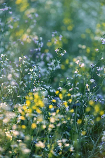 Wilde gelbe und lila Blüten in der Abendsonne im Sommer — Stockfoto