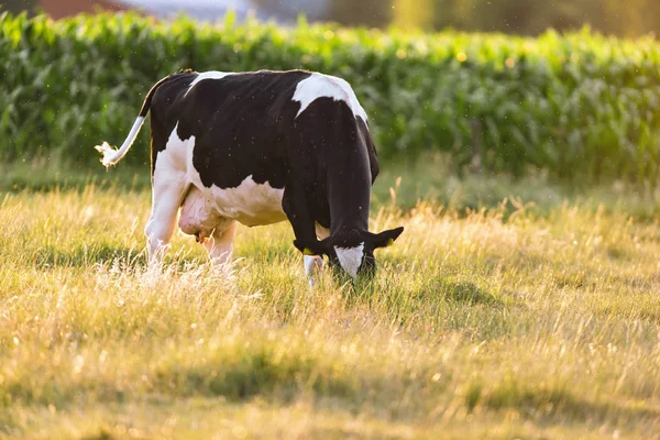 Vaca preta e branca pastando no prado ensolarado perto do campo de milho . — Fotografia de Stock