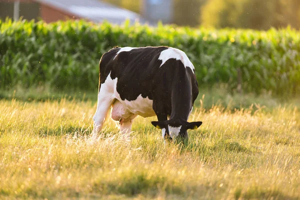 Vaca preta e branca pastando no prado ensolarado perto do campo de milho . — Fotografia de Stock