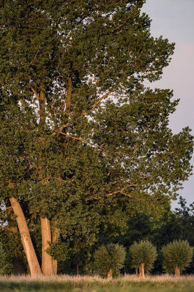 夏の夜の日差しの中の田園風景の木. — ストック写真
