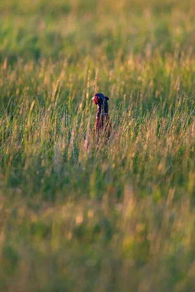 Pheasant cock between tall grass on sunny summer evening. — Stock Photo, Image