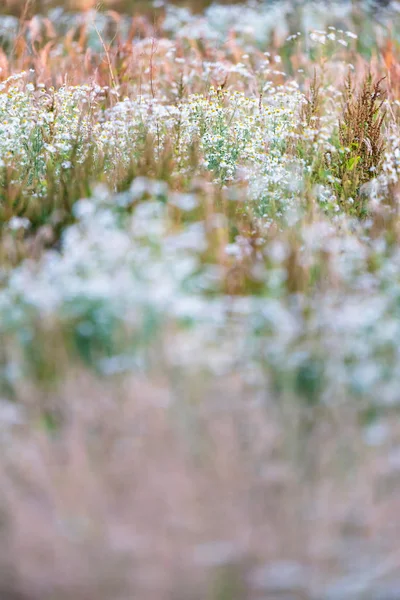 野生の背の高い草や開花のデイジーのフィールド. — ストック写真