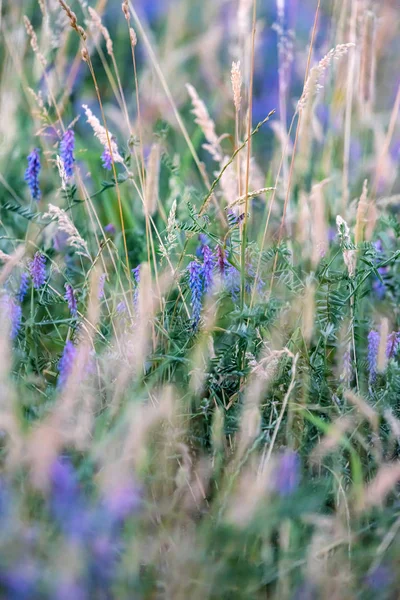 Wilde lila Blüten zwischen hohem gelben Gras. — Stockfoto