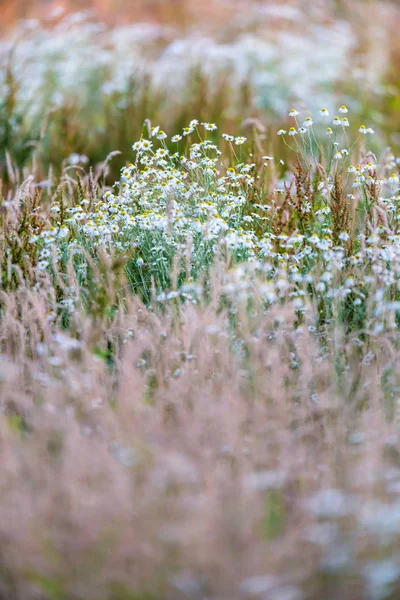 Campo con hierba alta silvestre y margaritas florecientes . —  Fotos de Stock