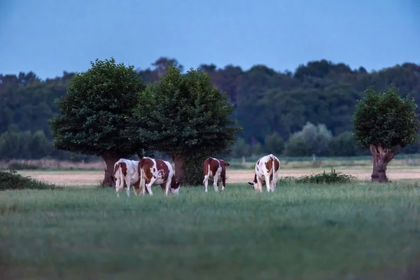 Four young brown and white cows grazing in meadow with pollard w — 스톡 사진