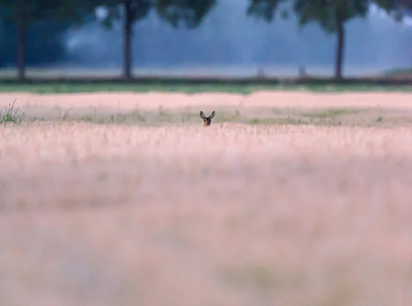 Alacakaranlıkta buğday tarlasında gizlenmiş Roe geyiği. — Stok fotoğraf