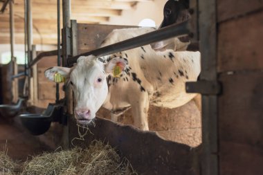 Genç inek eski moda ahırda saman yiyor..