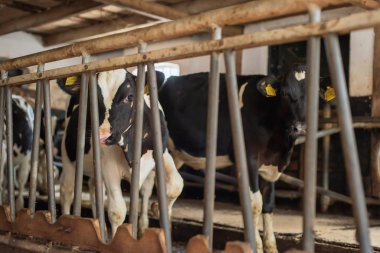 Eski ahırdaki genç inekler.