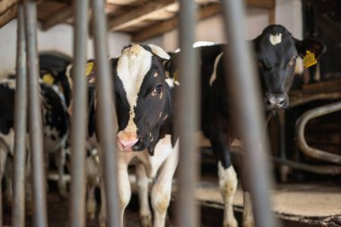 Eski ahırdaki genç inekler.