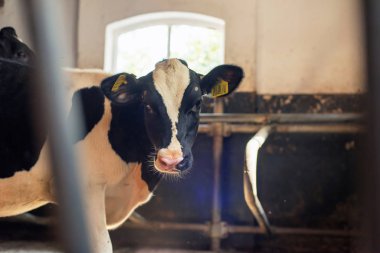 Yaşlı ahırda kameraya bakan genç ineği uyarın..