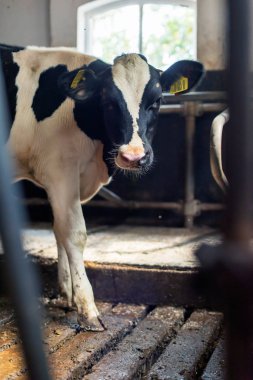 Yaşlı ahırda kameraya bakan genç ineği uyarın..