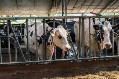 Sığır ağılında bir grup inek.