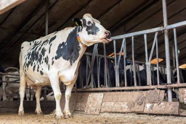 Eski usul sığır ahırında inek.