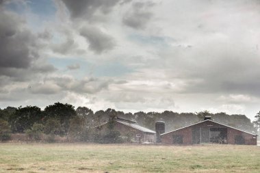 Şiddetli yağış sırasında kırsalda sığır ağılı.