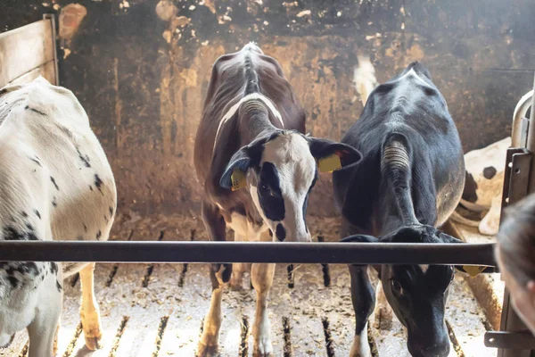 Vacas jóvenes en soleado establo a la antigua usanza . —  Fotos de Stock