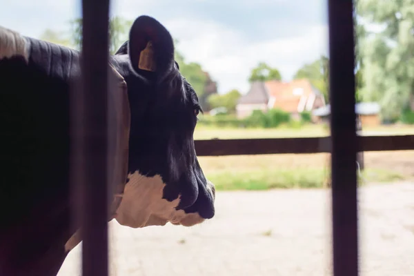 Kop van een koe in een runderstal met uitzicht op het platteland. — Stockfoto