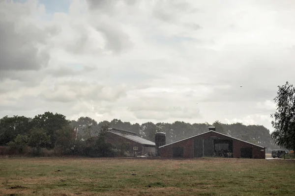 Bétail dans la campagne pendant les fortes pluies . — Photo