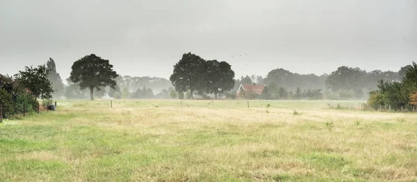 Wiese und Bäume im Grünen bei Starkregen im Frühjahr. — Stockfoto