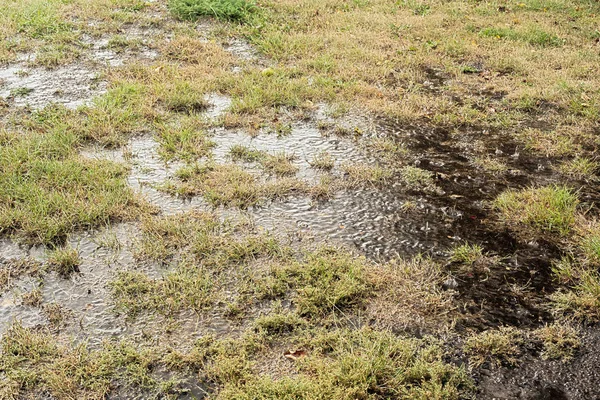 Pölar i gräs efter kraftiga regn. — Stockfoto