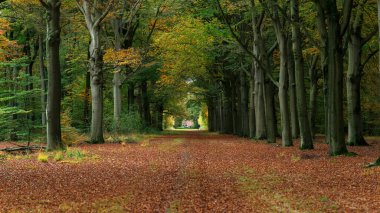 Renkli sonbahar ormanlarında kahverengi yapraklarla kaplı idilik patika..