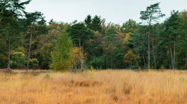 Sonbaharda sarı çimenli ve çam ormanlı tarla.
