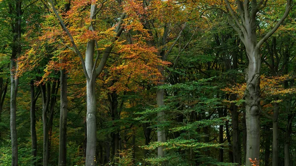 森の中のオレンジ色の紅葉. — ストック写真