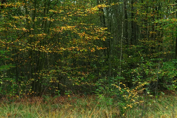 Bushes and young trees in autumn colors. — Stock Photo, Image