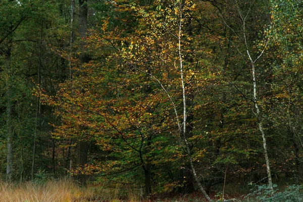 Birch trees with yellow colored foliage during fall. — Stock Photo, Image