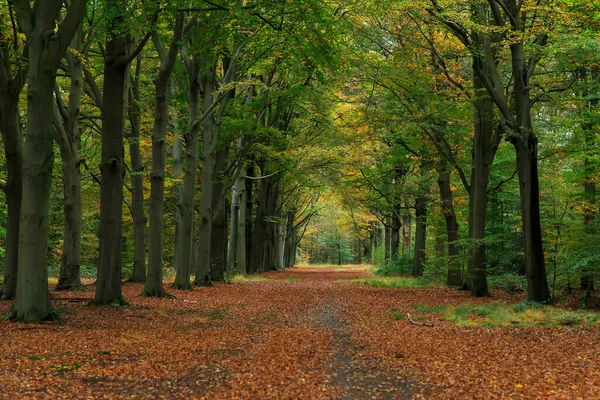カラフルな秋の森の中で茶色の葉に覆われた牧歌的なパス. — ストック写真