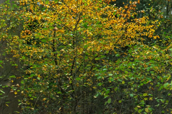 Green and yellow leaves in autumn forest. — Stock Photo, Image