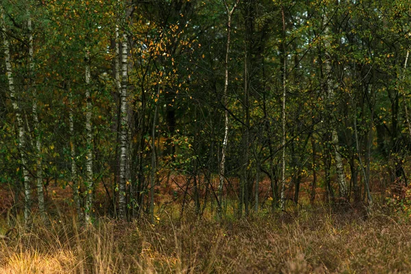 秋天森林里的黄草和桦树树干. — 图库照片