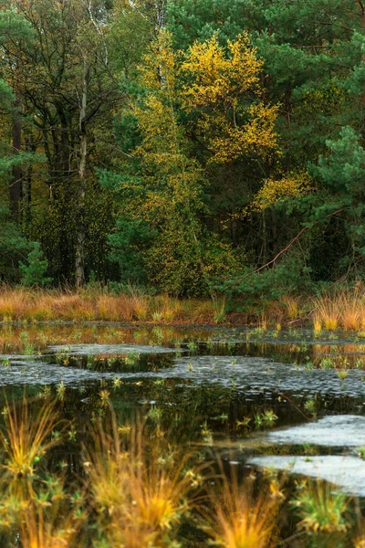 Pond in fir tree forest with birch tree with yellow colored leav — 스톡 사진