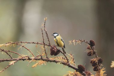 Great tit on branch of fir tree in autumn.