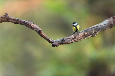 Great tit on a branch in autumn woods.