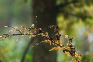 A blue tit perched on a fir branch in autumn woods.