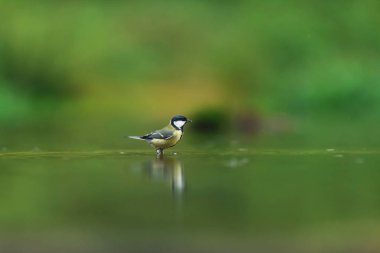 A great tit in a forest pond.